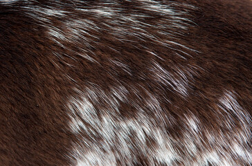 Beautiful spotted fur close-up. Texture of brown animal wool. Dog fur.