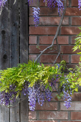 Blooming wisteria at springtime in Texas