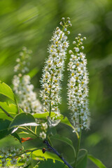 Kwiaty czeremchy na zielonym tle