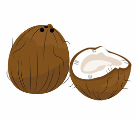 Vector illustration of a coconut, whole and cut. Tropical Walnut. Icon coconut.