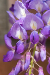 Blooming wisteria at springtime in Texas
