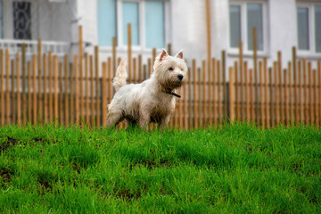 Cute white color West Highland Terrier Dog looking alert and playful with blurred nature background