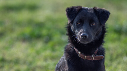 Isolated portrait of a single young beautiful black dog- Greece