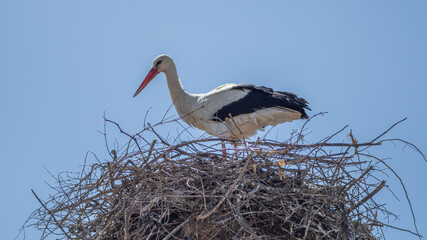 Isolated close up portrait of a single white stork nesting during a beautiful spring day- Greece