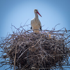 Isolated close up portrait of a single white stork nesting during a beautiful spring day- Greece