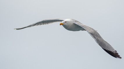 Isolated close up of a single beautiful Seagull in flight on an overcast day- Greece