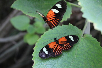 Black and orange butterflies on leaf