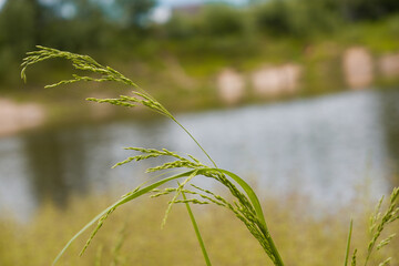 Flowering of cereal grasses in spring. Grass stalk close up. Seeds of grass in late season.