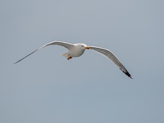 Isolated close up of a single beautiful Seagull in flight on an overcast day- Greece