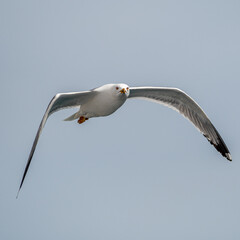 Isolated close up of a single beautiful Seagull in flight on an overcast day- Greece