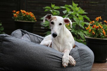 beautiful galgo is lying in the bed on the terrace in the sunshine