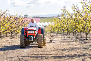 Mature adult male driving a tractor in an apricot field. He wears a chemical protective suit