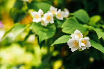 Beautiful white jasmine blossom flowers in spring time. Background with flowering jasmin bush. Inspirational natural floral spring blooming garden or park. Flower art design. Aromatherapy concept