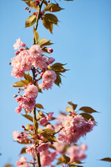 Springtime background with pink blossom. Beautiful nature scene with blooming sakura tree.