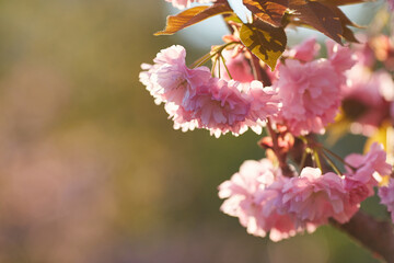 Springtime background with pink blossom. Beautiful nature scene with blooming sakura tree.