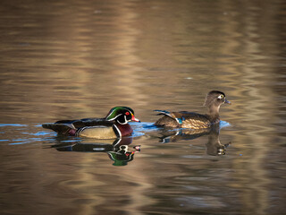 wood ducks swimming in lake