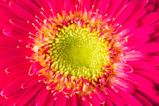 Close-up on a pink gerbera flower