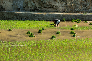 Field worker planting rice in a flooded plot in northern Peru