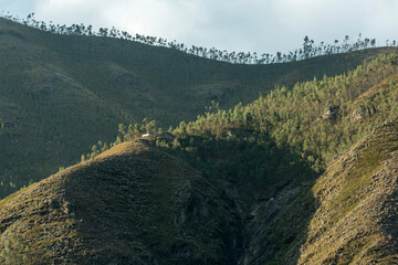 Eucalyptus landscape growing in the Andes mountains in the Cajamarca region, Peru