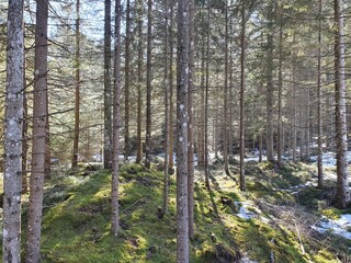 Obraz premium Winter 