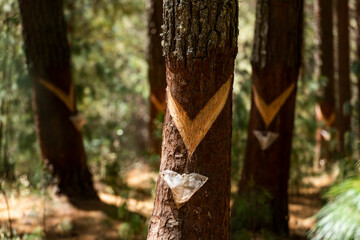 Cuts for extraction of pine resin, in Cajamarca, Peru