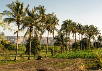 Obraz premium Piura, Peru: Coconut palm trees in a crop field in the Chira river valley, near Sullana