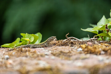 green lizard close-up