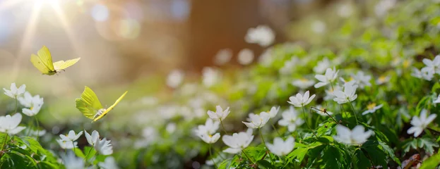 Keuken spatwand met foto Art Mooie witte bloemen en vlinder in het voorjaar in een bosweide close-up in zonlicht in de natuur. Lentelandschap met bloeiende primula& 39 s. © Konstiantyn