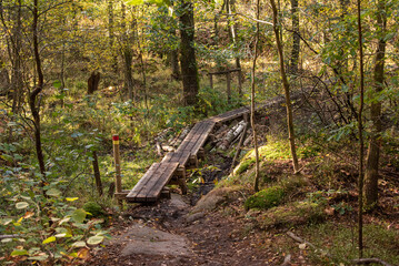 Walking path in a wet forest made safer with wooden planks.