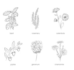 Set of plants for cosmetology. Hand drawn vector illustration. - obrazy, fototapety, plakaty