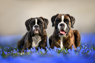 two beautiful boxer dogs lying down on a field of blue spring flowers