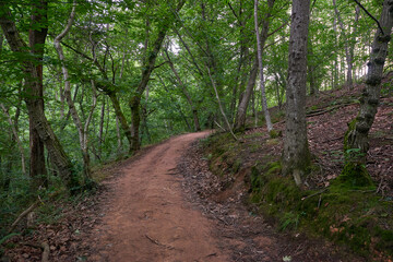 A red dirt road leading into the dense forest