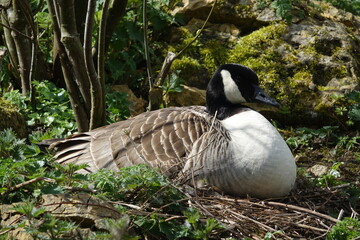 Canada goose (Branta canadensis) sitting on nest 