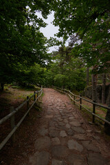 A stone path surrounded by pine tree