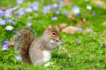 Obraz premium Grey Squirrel (Sciurus carolinensis) in the park