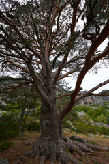 A huge oak tree with large branches in autumn