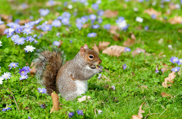 Grey Squirrel (Sciurus carolinensis) in the park