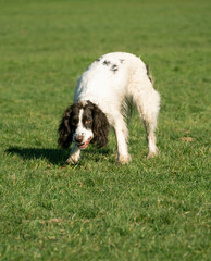 Wet Sprocker Spaniel Dog running around in a park 