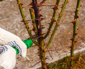 Pruning rose bushes in spring. Garden work. Secateurs in the hands of a gardener