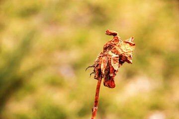Dry old rose in the garden with a blurred background. Spring. Rose bush before spring pruning