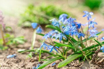 A bush of blue snowdrops against the background of the first greenery and sunlight.