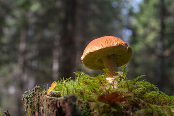 porcini mushroom grows in the forest