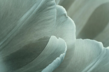 Fototapeta na wymiar Tulip Flowers for Poster Design or Art Print 