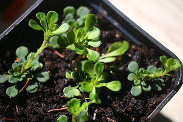 skalnica klinolistna Saxifraga cuneifolia