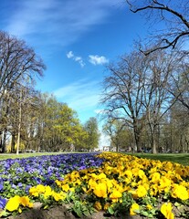 spring in the park