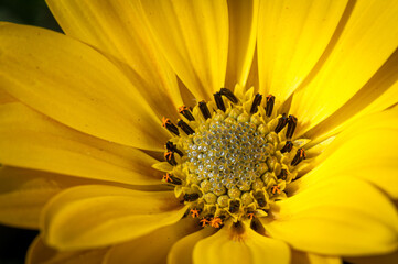 Flower in nature at spring