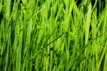 Fototapeta premium texture of grass with dew drops defocus