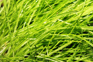 Fototapeta na wymiar texture of grass with dew drops defocus