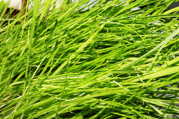 texture of grass with dew drops defocus