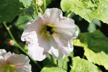 white mallow flower with a bee on a blurry background